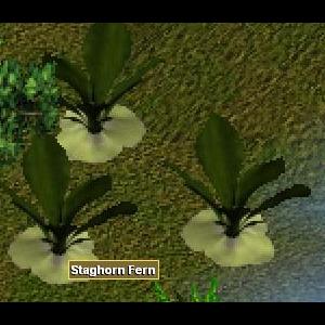 More information about "Staghorn Fern by Fobian"