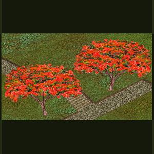 More information about "Royal Poinciana Tree by Genkicoll"