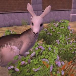 More information about "Western Gray Kangaroo by Animalover44"