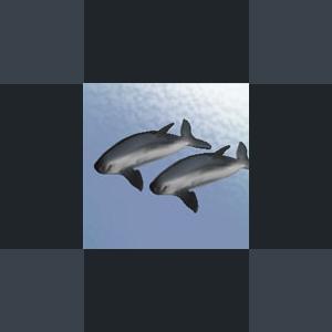 More information about "Vaquita (or Gulf of California Porpoise) by Tasmanian Tiger"