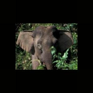 More information about "Bornean Elephant by Jordan"