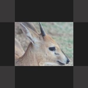 More information about "Common Duiker by Jordan"