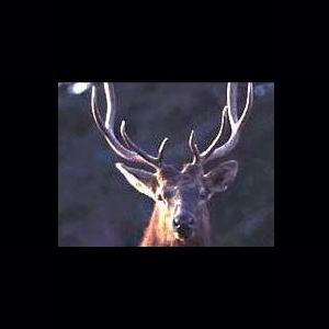 More information about "Roosevelt Elk by Jordan"