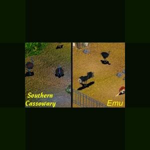 More information about "Southern Cassowary and  Emu by Genkicoll"