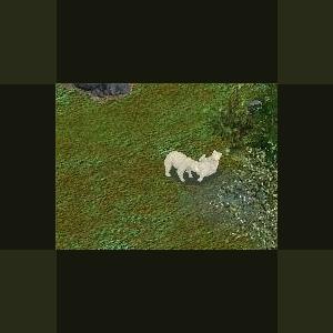 More information about "Kermode Bear by Ghirin"