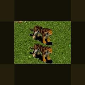 More information about "Sumatran Tiger by LAwebTek"