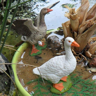 More information about "Greylag Goose by msc3323"