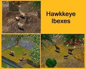 More information about "Ibexes by Hawkkeye"
