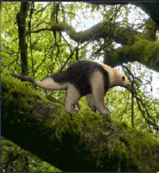 More information about "Southern Anteater by Khaydar"