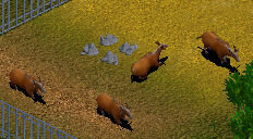 More information about "Congo Buffalo"