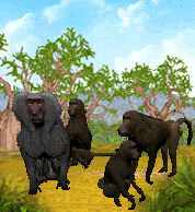 More information about "Hamadryas Baboon"
