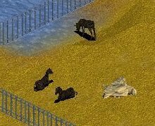 Melanistic Zebra by redgolden