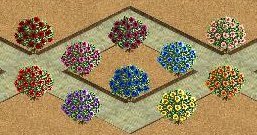 More information about "Flowering Bush Collection by Yellowrose"