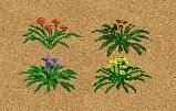 More information about "Gazania Collection by Yellowrose"
