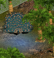 Indian Peafowl (ZTU) by Willie T