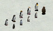 penguins.jpg.9d69ad4747e5d050759e11e28c23e5ce.jpg