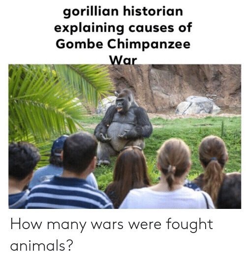 gorillian-historian-explaining-causes-of-gombe-chimpanzee-war-how-many-63657928.jpg.b7c4add765a916a6c1e63a685425aa8b.jpg