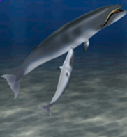 pygwhale5.png.098a68af53df67c6100b4833e2ced06c.png