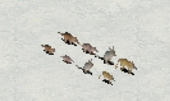 bandicoots.jpg.58b03c0842887276e979e267ba497bf7.jpg