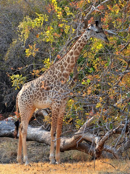 800px-Giraffa_camelopardalis_thornicrofti.jpg.5e8ac85f41396fed66c3e26fd39b4596.jpg