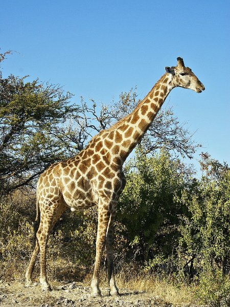 Giraffa_camelopardalis_angolensis.jpg.91a4e69cc586e88cd3253657fee6f883.jpg