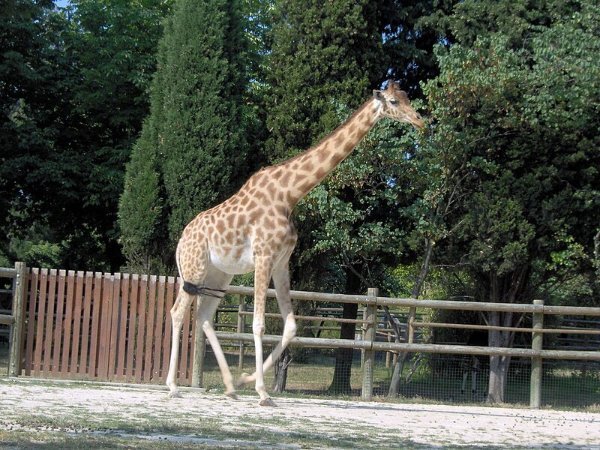 Giraffa_camelopardalis_antiquorum_(Vincennes_Zoo)_2.jpg.62ca14d295c82a2c5053b3ffc52e633c.jpg