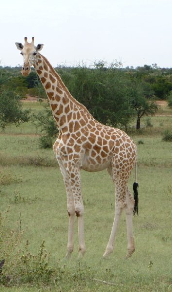 Giraffe-solo_Koure-NIGER.jpg.1ff3b00e07febffe0e1a56ac58a2b4b7.jpg