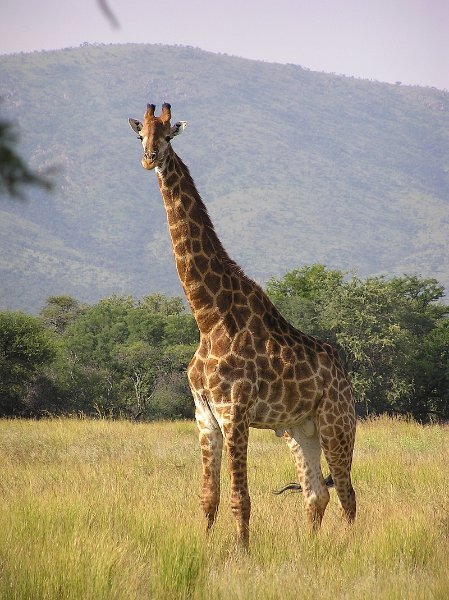 Giraffe_standing.jpg.91ea36b0d2cf7298a601ceaf523f0c1d.jpg