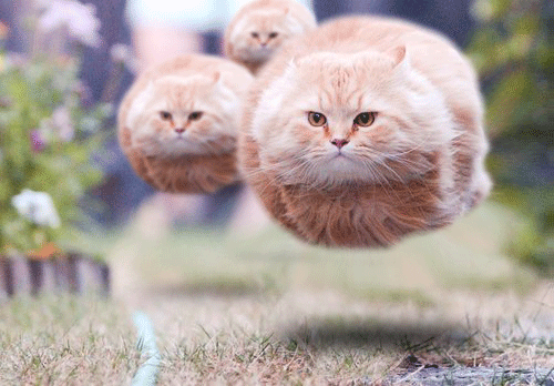 hovering-cats.gif.acb601ee6f99f40f25fd5bd27d362930.gif