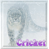 Cricket