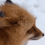 Vixen