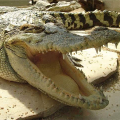 MarineIguana97